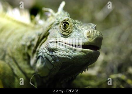 Grüner Leguan in Cabárceno Naturparks Terrarium, Santander. Stockfoto