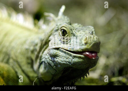 Grüner Leguan in Cabárceno Naturparks Terrarium, Santander. Stockfoto