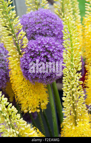 Allium Giganteum und Eremurus / Fuchsschwanz Lilien in einer Blume-display Stockfoto