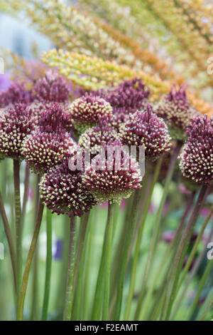 Allium Amethystinum "Red Mohikaner". Ornamentale blühende Zwiebeln in einer Blume Stockfoto