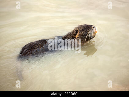 Nahaufnahme von Nutrias Schwimmen im Wasser Stockfoto