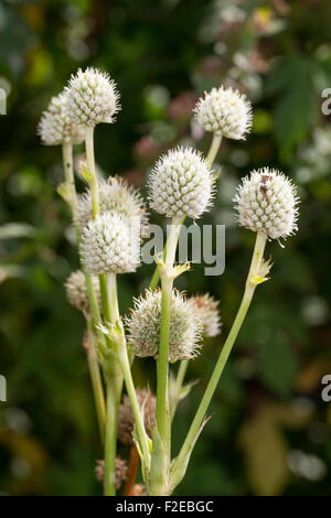 White, blättrig Spätsommer Blütenköpfchen der Yucca Meer Holly, Eryngium yuccifolium Stockfoto