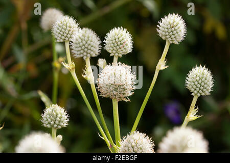 White, blättrig Spätsommer Blütenköpfchen der Yucca Meer Holly, Eryngium yuccifolium Stockfoto