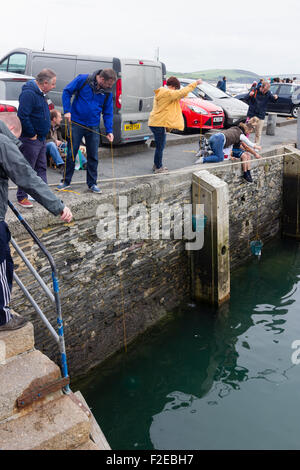 Urlauber, Angeln für Strandkrabben in Padstow, Cornwall, Ködern Hafen mit Netze Stockfoto