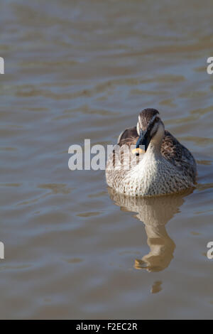 Chinesisches Spotbill oder östlichen Spotbill (Anas Paecilorhyncha Zonorhyncha). Unterarten. wandernde Süßwasser Dümpelfried Duck. Stockfoto