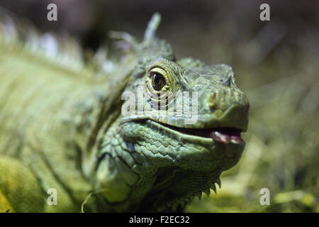 Grüner Leguan in Cabárceno Naturparks Terrarium, Santander. Stockfoto