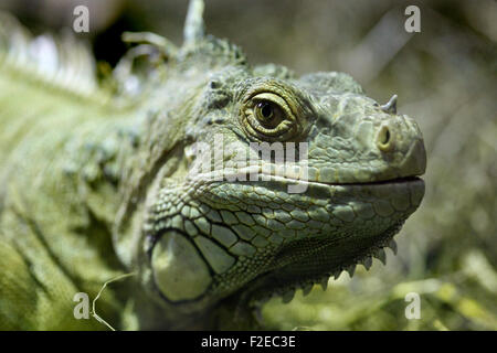 Grüner Leguan in Cabárceno Naturparks Terrarium, Santander. Stockfoto