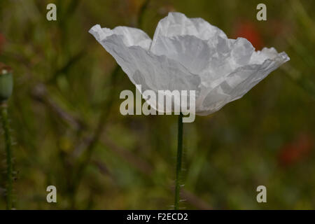 Weißen Mohn inmitten roter Mohn auf einer Wiese in Yorkshire, England Stockfoto