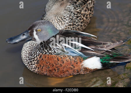 Australische Löffelente (Anas Rhynchotis Rhynchotis). Drake oder männlich. Zucht-Gefieder. Süd-Ost-Süd-Australien und Süd-West-N Stockfoto