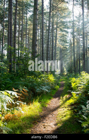 Frühen Morgenlicht im Sherwood Forest, Blidworth Nottinghamshire England UK Stockfoto