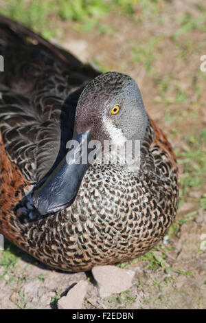 Australische Löffelente (Anas Rhynchotis Rhynchotis). Drake oder männlich. Zucht-Gefieder. Südost-Australien. Stockfoto