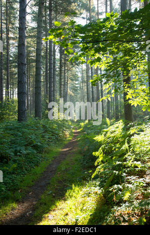 Frühen Morgenlicht im Sherwood Forest, Blidworth Nottinghamshire England UK Stockfoto