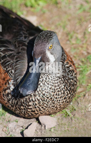 Australische Löffelente (Anas Rhynchotis Rhynchotis). Drake oder männlich. Zucht-Gefieder. Südost-Australien. Stockfoto