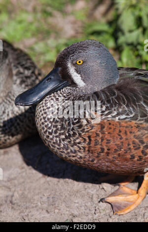 Australische Löffelente (Anas Rhynchotis Rhynchotis). Drake oder männlich. Zucht-Gefieder. Südost-Australien. Stockfoto