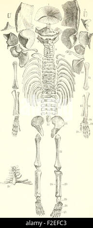 "Der Mensch" (1886-) ist eine umfassende Studie über den Menschen, die sich mit den biologischen und anthropologischen Aspekten der Menschheit befasst. Es enthält detaillierte Abbildungen der menschlichen Anatomie und Physiologie. Stockfoto