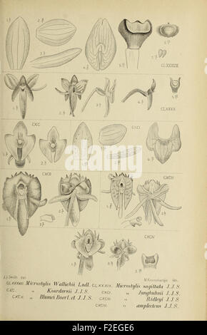 Diese Vintage-Illustration von „die Orchideen von Java“ zeigt die ...
