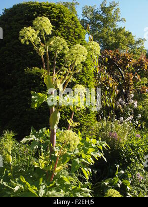 Angelica auf gigantica Chenies Manor Garden; hohe architektonische Anlage, Funkien, krautige Pflanzen im Frühsommer Sonnenschein, Hochformat. Stockfoto
