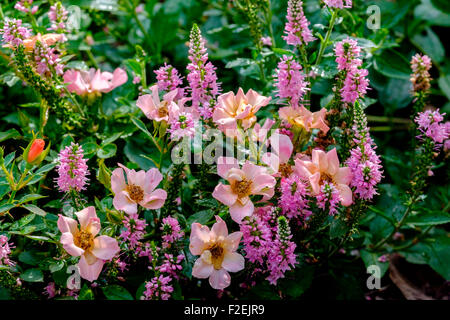 Bodendecker Rosen, Rosa Happy Chappy, Rosa Interhappy PP19646. Eine niedrig wachsende stieg das sieht aus wie eine wilde Rose. Oklahoma, USA. Stockfoto