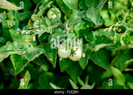 Eine Tomatenpflanze mit kleinen, organisch neue grüne Tomaten angebaut, Solanum Lycopersicum. Stockfoto