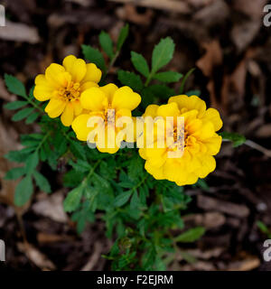 Drei helle gelbe Französisch Ringelblumen in ein Gartenbeet. Oklahoma, USA. Stockfoto