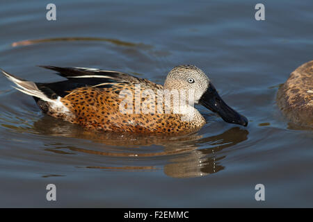 Argentinische rote Löffelente (Anas Platalea). Drake oder männlich. Schwimmen. Stockfoto