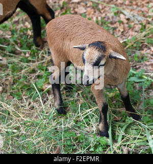 Nahaufnahme von jungen Schafen von Kamerun Stockfoto