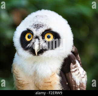 Porträt des jungen Spectacled Eulen (Pulsatrix Perspicillata) Stockfoto