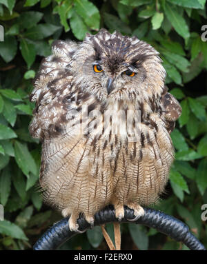 Porträt von große gehörnte Eule, Bubo Virginianus Subarcticus. Stockfoto