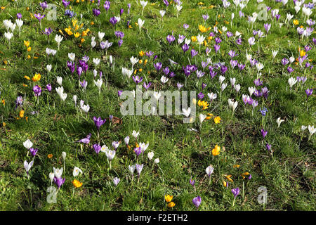 Krokusse auf dem Gelände des Newark Castle in Newark-auf-Trent, England. Die Blüten sind traditionell mit Feder verbunden. Stockfoto