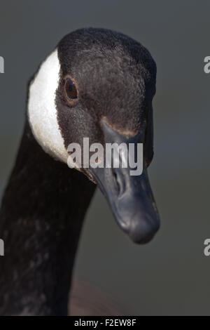 Kanadagans (Branta Canadensis). Nahaufnahme des Kopfes zeigt schwarzen Hals und Kopf mit charakteristischen weißen "" Kinnriemen. Stockfoto