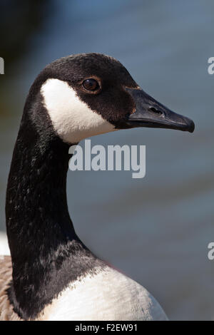 Kanadagans (Branta Canadensis). Nahaufnahme des Kopfes zeigt schwarzen Hals und Kopf mit charakteristischen weißen "" Kinnriemen. Stockfoto