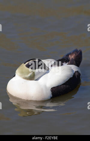 Eiderente (Somateria M. Mollissima). Drake, oder männlich, über Rücken, Bill versteckt unter Flügel, Kopf ruht auf dem Wasser. Stockfoto