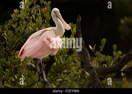 Amerika Usa Florida Everglades Nationalpark rosige Löffler Stockfoto