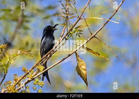 Crested Drongo (Dicrurus Forficatus) am Andasibe-Mantadia Nationalpark, Alaotra Mangoro, Madagaskar, Süd-Ost-Afrika Stockfoto