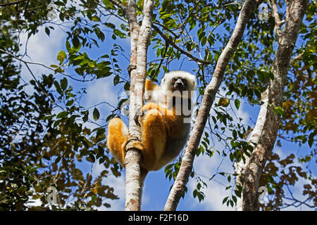 Maughold Sifaka / Maughold Simpona (Propithecus Diadema) im Baum, Andasibe-Mantadia Nationalpark, Alaotra Mangoro, Madagaskar Stockfoto