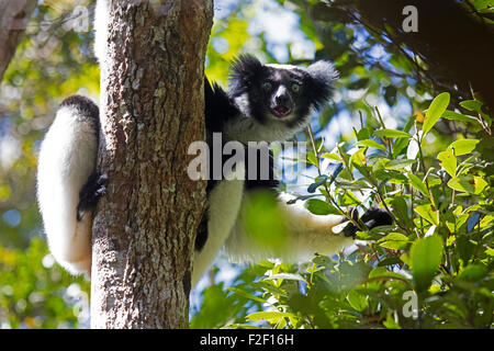 Männliche Indri / Babakoto (Indri Indri) am Andasibe-Mantadia Nationalpark, Alaotra Mangoro, Madagaskar, Süd-Ost-Afrika Stockfoto