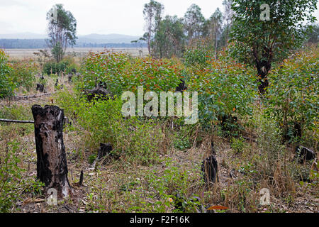 Verkohlte Baumstümpfe aus Schrägstrich-und-brennen, Methode der clearing-des Landes von der Vegetation für die Landwirtschaft, Madagaskar Stockfoto
