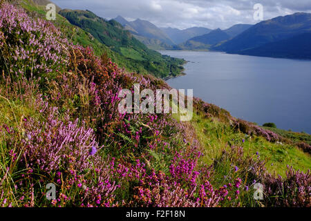 Auf der Suche nach Osten entlang Loch Duich in Richtung der fünf Schwestern von Kintail in den westlichen Highlands von Schottland. Lila Heidekraut im Vordergrund Stockfoto