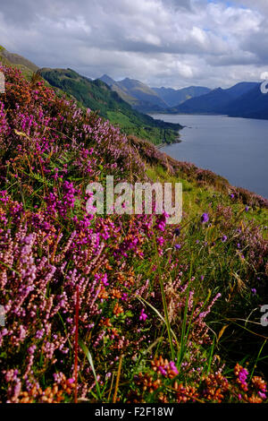 Auf der Suche nach Osten entlang Loch Duich in Richtung der fünf Schwestern von Kintail in den westlichen Highlands von Schottland. Lila Heidekraut im Vordergrund Stockfoto