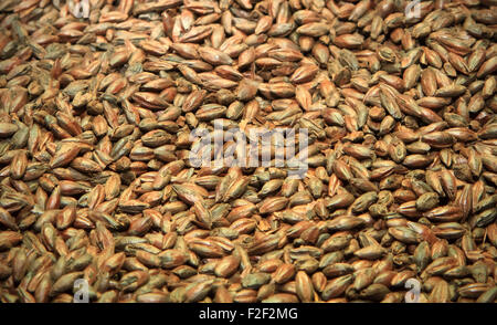 Malz-Hintergrund. Zutat für Bier. Stockfoto