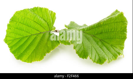 Haselnuss-Blatt auf dem weißen Hintergrund isoliert. Stockfoto