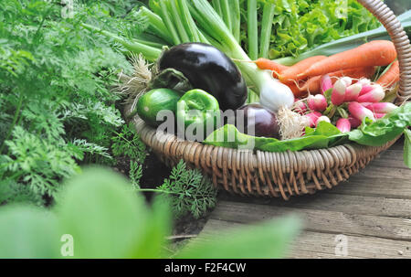 frisches Gemüse vom Garten in einem Korb unter Laub Stockfoto