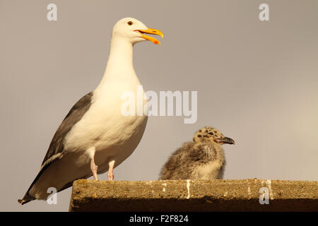 Eine Western Gull Berufung aus seinem Nest. Stockfoto