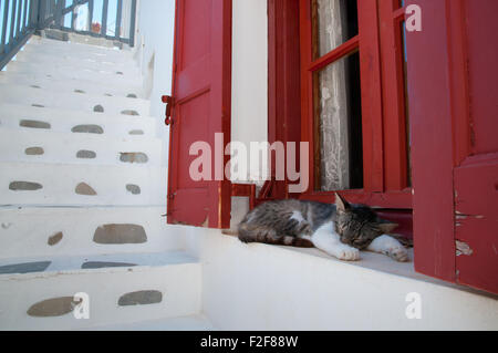 Katze mit Siesta auf der Fensterbank in Mykonos, Griechenland Stockfoto