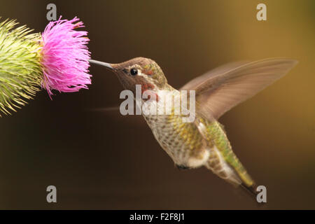 Eine männliche Anna Kolibri Fütterung auf einer Distel. Stockfoto