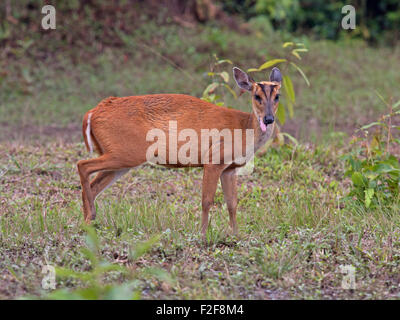 Eine weibliche Barking Deer oder gemeinsame Muntjak in eine Rasenfläche von Khao-Yai-Nationalpark in Nakon Nayok Provinz in Zentral-Thailand Stockfoto