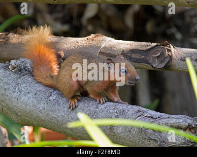 Eine unreife Variable Eichhörnchen auf einem Ast Windmühle Park am Stadtrand von Bangkok in Thailand Stockfoto