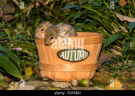 Baby-Eichhörnchen in einem Apple-Korb Stockfoto