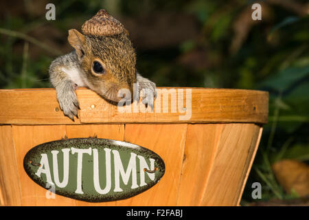 Baby-Eichhörnchen in einem Apple-Korb Stockfoto