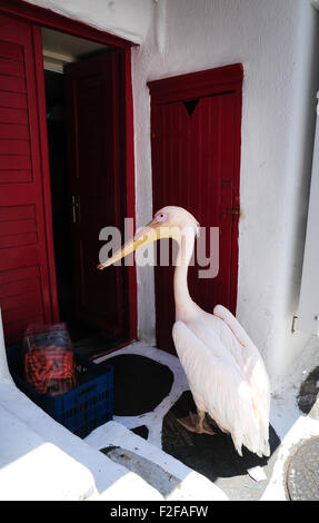 Petros der Pelikan, Maskottchen von Mykonos, auf der Suche nach Essen im restaurant Stockfoto